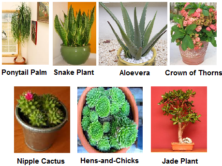 Plants to Grow this Summer - Xerophytes and Semi-Arids - Hyderabad India Online