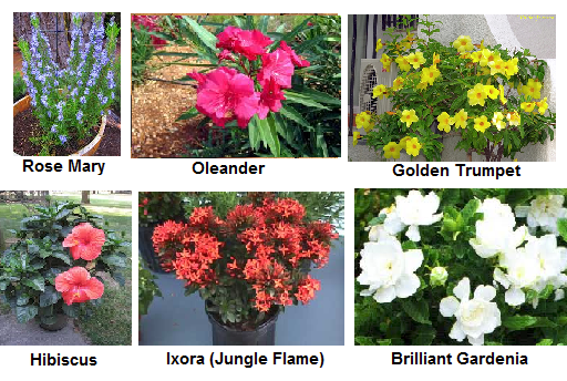 Plants to Grow this Summer - Xerophytes and Semi-Arids - Hyderabad India Online