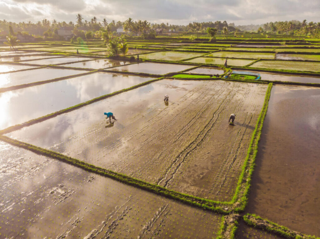 Telangana: India’s Largest Paddy Producer And Agricultural Powerhouse Of The Deccan 3 Telangana: India’s Largest Paddy Producer And Agricultural Powerhouse Of The Deccan - Hyderabad India Online